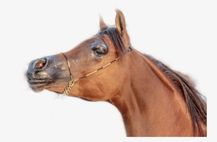 Race Horse Png -horse Sticker - Sorrel, Transparent Png, Free Download