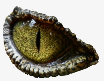 Dinosaur Eye Transparent Background, HD Png Download, Free Download