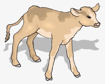 Calf, Baby, Cow, Standing, Shadow, Young, Mammal - Cow Baby Clipart, HD Png Download, Free Download