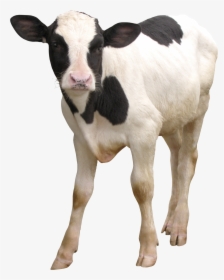 Cow Png - Transparent Calf Png, Png Download, Free Download