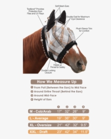 Measure A Horse For A Fly Mask, HD Png Download, Free Download