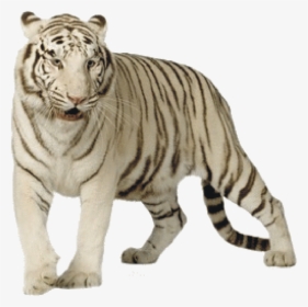 White Tiger Png File, Transparent Png, Free Download