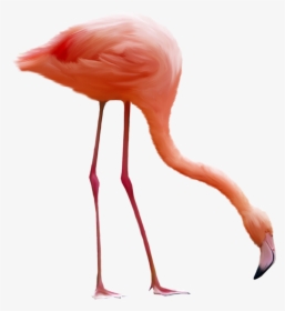 Flamingo Bird Png Hd, Transparent Png, Free Download