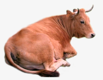 Cow Png - Brown Cow Png, Transparent Png, Free Download