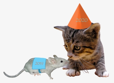 2018 Cat And 2017 Mouse - Cat, HD Png Download, Free Download