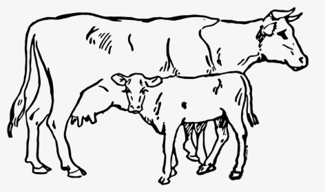 Beef Vector Cow Indian Clip Royalty Free Download - Cow And Calf Sketch, HD Png Download, Free Download