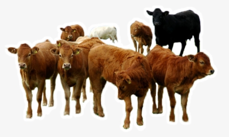 Alt Text Here - Group Of Cattle Png, Transparent Png, Free Download