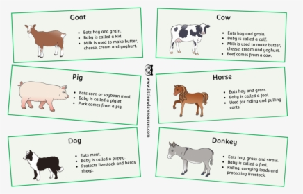 Farm Animals Fact Cards Cover - Preschool Farm Animals Facts, HD Png Download, Free Download