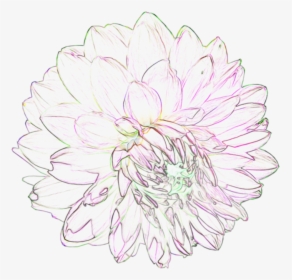 Black And White Flowers Tumblr Transparent - Common Zinnia, HD Png Download, Free Download