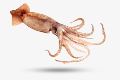 Squid - Giant Squid, HD Png Download, Free Download