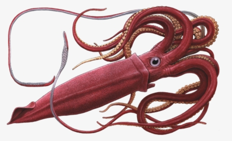 Giant Squid White Background, HD Png Download, Free Download