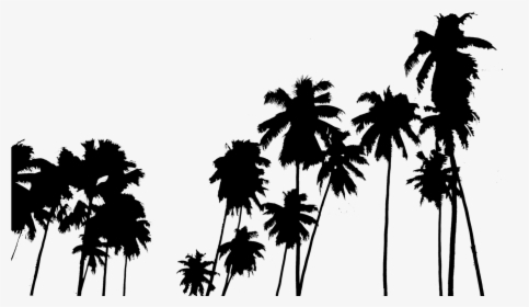 Palm Trees, HD Png Download, Free Download