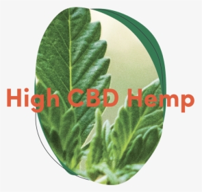 High Cbd Hemp - Houseplant, HD Png Download, Free Download