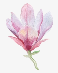 Clip Art Magnolia Watercolor - Magnolia Png, Transparent Png, Free Download