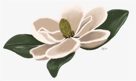#flower #magnolia #floral #freetoedit - Southern Magnolia, HD Png Download, Free Download