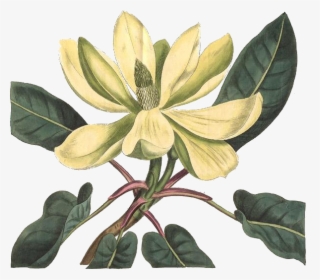 Magnolia Flower Png, Transparent Png, Free Download