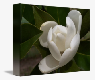 White Southern Opening By - Southern Magnolia, HD Png Download, Free Download