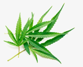 Cannabis Leaf In White Background, HD Png Download, Free Download