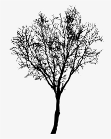 Bud Wood Twig Twig Transparent Background Png Clipart - Leafless Tree Png, Png Download, Free Download