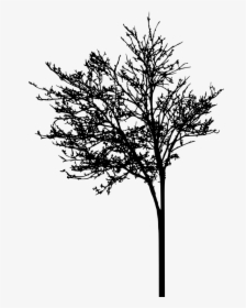 Art Picsart Photo Studio Silhouette American Larch - Portable Network Graphics, HD Png Download, Free Download