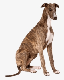 Greyhound Sitting, HD Png Download, Free Download
