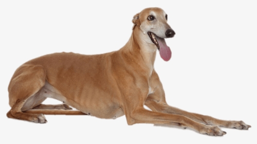 Greyhound Lying Down - Italian Greyhound Laying Down, HD Png Download, Free Download