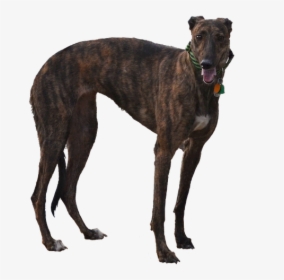Greyhound, Dog, Isolated, Cutout, Racer, Retired, Pet - Racer Dog, HD Png Download, Free Download