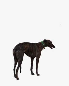Greyhound Dog Racer Free Photo - Swimmers Tail Greyhound, HD Png Download, Free Download