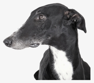 You Bet They Die Greyhounds, HD Png Download, Free Download