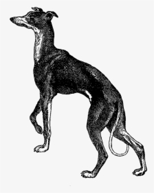 Greyhound Clipart - Greyhound Illustration, HD Png Download, Free Download