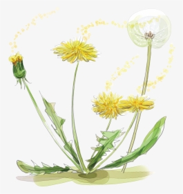 Dandelion Seed Png -watercolor Painting Plant Of Flowers - Dandelion Pen And Watercolour, Transparent Png, Free Download