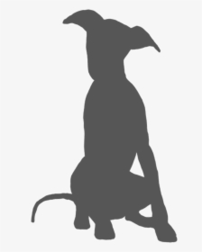 Italian Greyhound Whippet Spanish Greyhound Lurcher - Spanish Greyhound, HD Png Download, Free Download