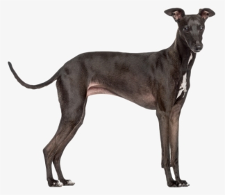 Italian Greyhound, HD Png Download, Free Download