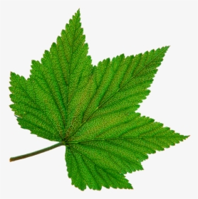 Зеленый Лист, Виноградный Лист, Green Leaf, Grape Leaf, - Листья Винограда Пнг, HD Png Download, Free Download