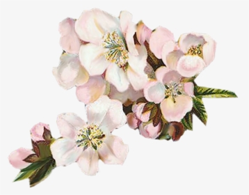Apple Blossoms Vintageimages Org - Cherry Blossom Vintage Png, Transparent Png, Free Download