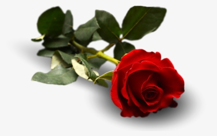 Rose, Flower, Leaf, Floral, Flora - Garden Roses, HD Png Download, Free Download