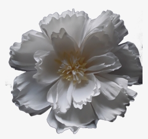 Dahlia, HD Png Download, Free Download