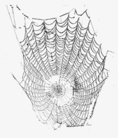 #telaraña #araña - Spider Web, HD Png Download, Free Download