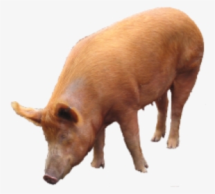 Pig Png Free Download - Pig Png, Transparent Png, Free Download