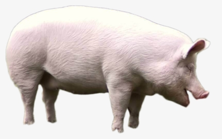 Pig Png Image - Domestic Pig, Transparent Png, Free Download