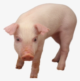 Pig Png Image - Domestic Pig, Transparent Png, Free Download