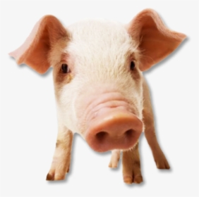 Pig Png Free Download - Imagenes De Cerdos Png, Transparent Png, Free Download