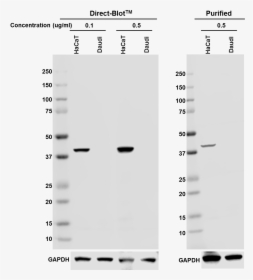 A53-bslasha2 Hrp Cytokeratin19 Antibody - Monochrome, HD Png Download, Free Download