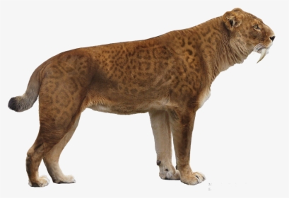 First Things First, Although Smilodon Is Referred To - Transparent Saber Tooth Tiger Png, Png Download, Free Download