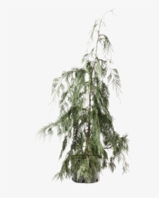 Cedar Tree Png Clipart - Red Pine, Transparent Png, Free Download