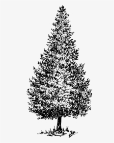 Cedar Svg Clip Arts - Drawings Of Cedar Trees, HD Png Download, Free Download
