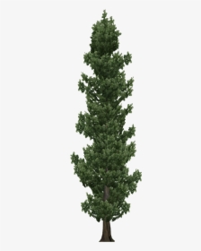 Cypress Tree Png, Transparent Png, Free Download
