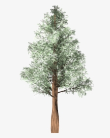 Chilean Tree Png, Transparent Png, Free Download