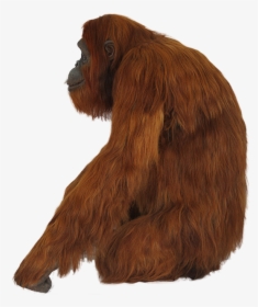 Orangutan Png, Transparent Png, Free Download