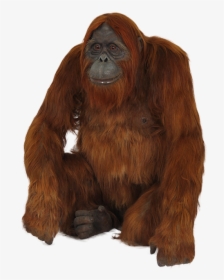 Orangutan Png, Transparent Png, Free Download
